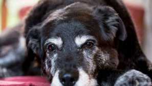 Ako sa starať o starší pes